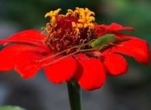 Imagen Flora - Río Magdalena